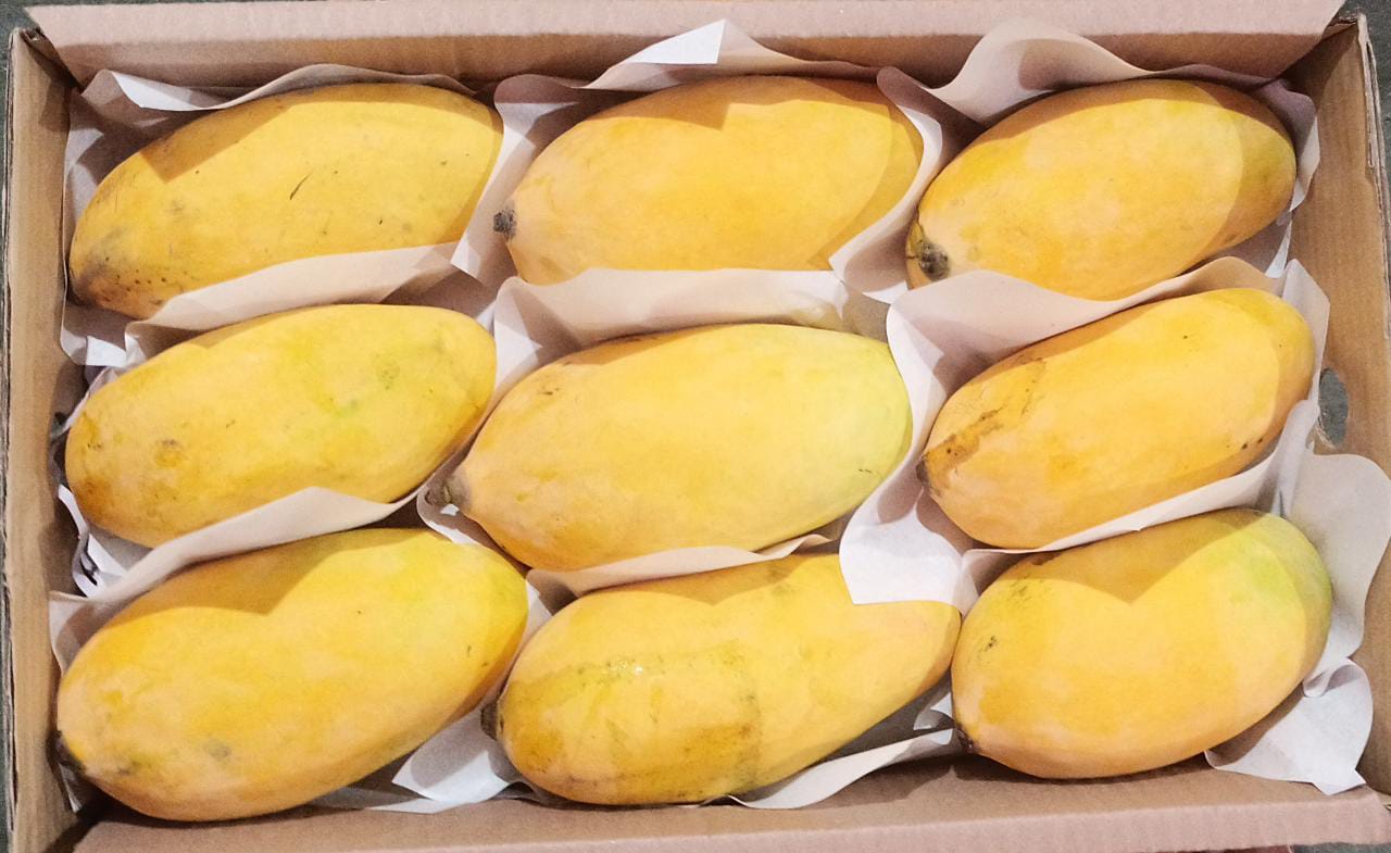 Sindhri Mangoes – 10 Kg In Karachi